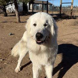 Thor - Colorado Mountain Dog