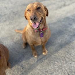 Mozzy - Labrador Retriever