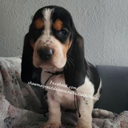 Pink collar - Black white and brown female Basset Hound puppy in Alton, Illinois from Show Me Great Danes and Basset Hounds