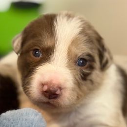 Border Collies from The Wood Farm