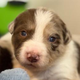 Border Collies from The Wood Farm
