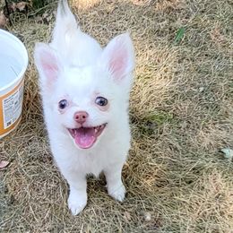 Chihuahua Puppies from Elegant Exotic Chihuahua's