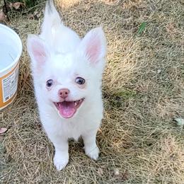 Chihuahua Puppies from Elegant Exotic Chihuahua's
