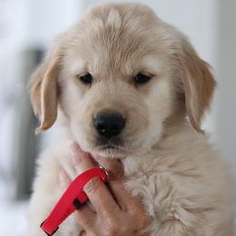 Golden Retriever Puppies from Golden Hour Golden Retrievers