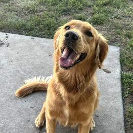 Rosie - Golden Retriever