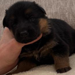 Pink Girl - Black and red female German Shepherd puppy in Battle Ground, Washington from Purebred Elite Shepherds