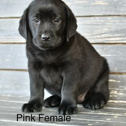 Pink female - Black female Labrador Retriever puppy in Mississippi from Sure Shot English Labs