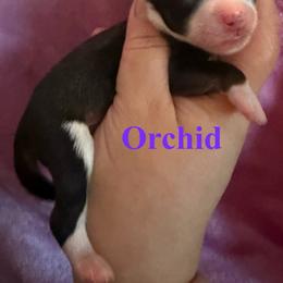 Orchid - Sable female Chinese Crested puppy in Sweet Home, Oregon from Rhapsody Poodles & Cresteds