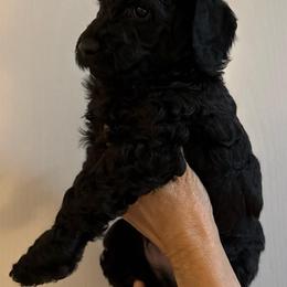 Ember - Black male Poodle puppy in Pueblo West, Colorado from Little Paws Poodles
