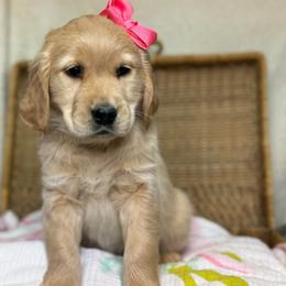 Miss Dark Pink - Golden female Golden Retriever puppy in Tonasket, Washington from Denzil’s Goldens