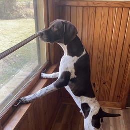 German Shorthaired Pointer All Grown Up from Auburn Kennels