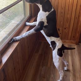German Shorthaired Pointer All Grown Up from Auburn Kennels