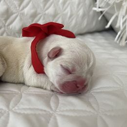 French Bulldog Puppies from Forever Friendchies