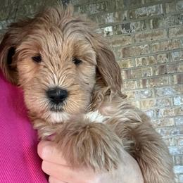 Purple Girl - Red  female Goldendoodle puppy in Richmond, Kentucky from The Doting Doodle