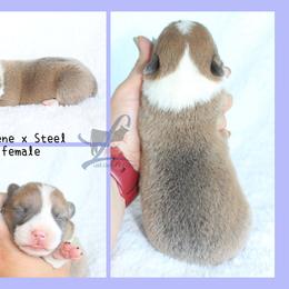 Sable bluie female - Blue female Pembroke Welsh Corgi puppy in Wayne City, Illinois from Lash Livestock & Corgis