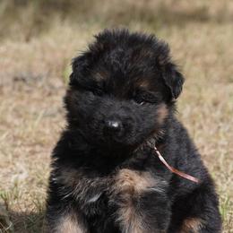 Brown Ribbon - Black and red male German Shepherd puppy in Howard City, Michigan from Sherman's Shepherds