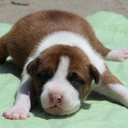 Bean - Red male American Staffordshire Terrier puppy in Guilford County, North Carolina from Explicit Kennel