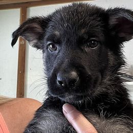 Pink Collar - German Shepherd puppy in Bonne Terre, Missouri from Skaggs Shepherds