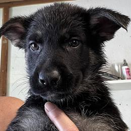 Pink Collar - German Shepherd puppy in Bonne Terre, Missouri from Skaggs Shepherds