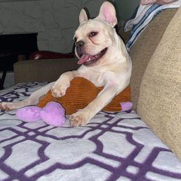 American Pit Bull Terrier, French Bulldog, and Staffordshire Bull Terrier Puppies from Pacific Wonderland French Bulldogs