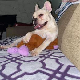 American Pit Bull Terrier, French Bulldog, and Staffordshire Bull Terrier Puppies from Pacific Wonderland French Bulldogs