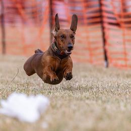 Border Terriers and Dachshunds from Cedar Run Border terriers