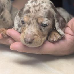 Maximus - Dapple male Dachshund puppy in Waddell, Arizona from The Bearded Companions