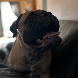 Bullmastiff Puppies from Curnwood’s Bullmastiff’s