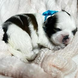 Bruno - Tricolor male Shih Tzu puppy in Sebring, Florida from Amarilys ShihTzus & Poodles