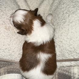 Hazel - Liver and white female Shih Tzu puppy in Rockmart, Georgia from Sonya Garrett