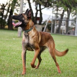 Belgian Malinois from Skyfall Kennels LLC