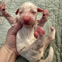 Cream - White male Bernedoodle puppy in Holt, Missouri from Mindys Doodles