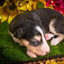 Silken Windhound Puppies from Silken Agents of CSBeck
