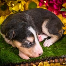 Silken Windhound Puppies from Silken Agents of CSBeck