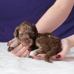 Ferrari - Red merle female Aussiedoodle puppy in Springfield, Missouri from Aspen River Doodles