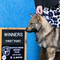 Tank - Swedish Vallhund