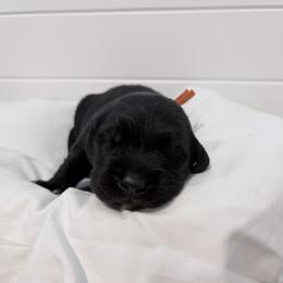Orange male - male Golden Mountain Dog puppy in Angier, North Carolina from Howard's Retrievers & Bernese