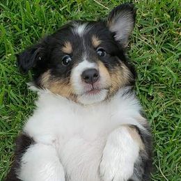 Shetland Sheepdog Puppies from Andrew Spiegel