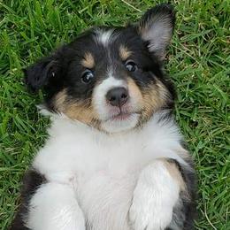 Shetland Sheepdog Puppies from Andrew Spiegel
