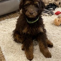 Aussiedoodle, Bernedoodle, and Poodle Puppies from Miller's Doodles