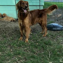 Golden Retriever All Grown Up from Mikaela's Golden Retrievers