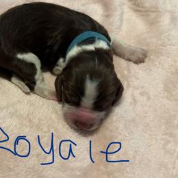 Royale - Liver white and roan male English Springer Spaniel puppy in Pensacola, Florida from LeichtHouse Kennel