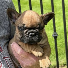Kody - Fawn male French Bulldog puppy in Dalton Gardens, Idaho from North Idaho Frenchies