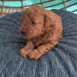 Boy one - Red  male Poodle puppy in Kissimmee, Florida from Anna's Puppy Tales
