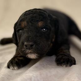 Ranger - Merle male Goldendoodle puppy in Saint Louis, Missouri from Jax Doodles