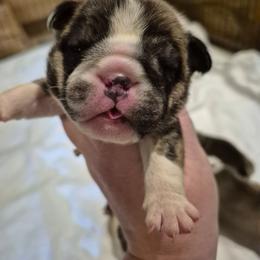 PINK - Red brindle female Bulldog puppy in Walhalla, South Carolina from Lowery's English Bulldogs