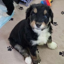Spruce - Black phantom Aussiedoodle puppy in Moreno Valley, California from Rainbow SoCal Doodles