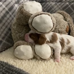 Cavalier King Charles Spaniel Puppies from Colorful Cavaliers