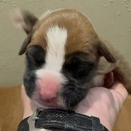 Boy 4 - male Boxer puppy in Madras, Oregon from BnT Boxers