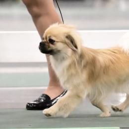 Brittanys and Tibetan Spaniels from MoonRiver Brittanys & Tibetan Spaniels